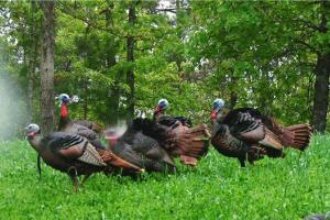 News & Tips: Killer 2016 Turkey Hunting Using Long Bear Logic! (video)...