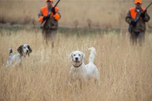 News & Tips: Pheasants and our National Forests Featured on Bass Pro Shops Outdoor World Radio...