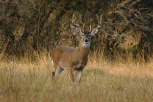 News & Tips: Shotgun or Muzzleloader for Deer?