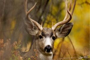 News & Tips: Is Montana The Best (Lower 48) State for Hunting?...