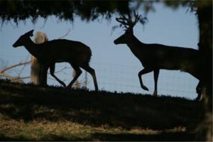 News & Tips: Ask an Unlikely Expert to Locate Big Bucks...