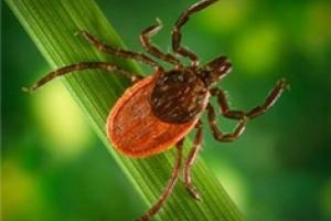 News & Tips: What You Should Know About Ticks and Lyme Disease...
