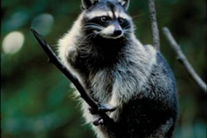 News & Tips: Old Dogs & New Tricks: Coon Hunting Technology Has Come a Long Way...