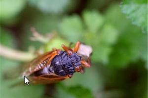 News & Tips: Northeast Waterways Will Be Hopping During Cicada Season...