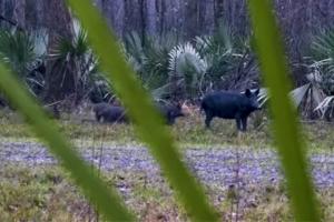 News & Tips: Hog Hunting in Alabama  (video)