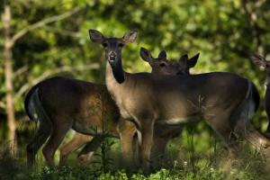 News & Tips: 4 Ways to Help Keep Deer Out of Your Garden...