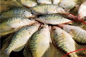 News & Tips: Stacey King's Crappie Spawn Fishing Tips...