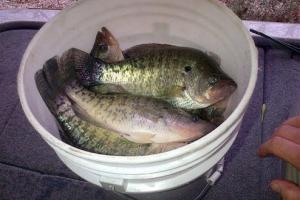 News & Tips: Fishing Bait Tip for Winter Crappie Points...