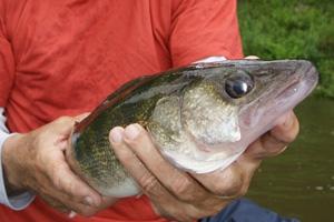 News & Tips: Drop Shot Rigs for River Walleyes