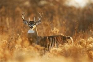 News & Tips: Pre-rut Hunting In Northwest Tennessee...