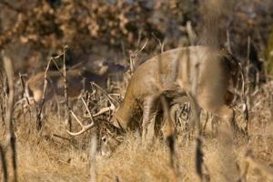 News & Tips: The Rut: In the Eyes of a Photographer...