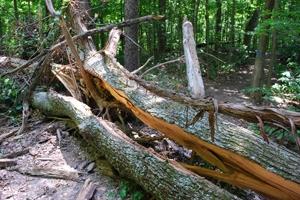 News & Tips: Avoiding Trail Hazard Surprises