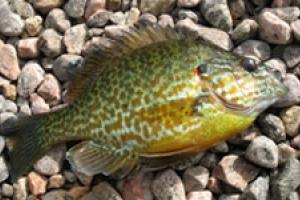 News & Tips: Panfish on the Fly