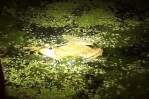 News & Tips: Frog Gigging: Hunting Bullfrogs During Summer (video)...