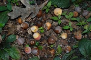 News & Tips: Seek White Oak Acorns for Bowhunting