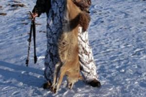 News & Tips: Offseason Hunting Basics: Prepare for Next Season...