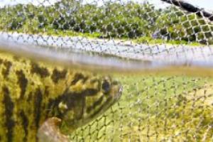 News & Tips: The Best Baits for River Smallmouth