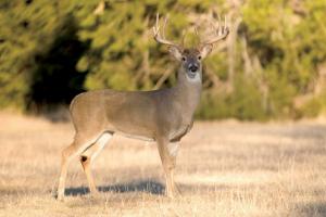 News & Tips: National Deer Alliance and Vista Outdoor Featured on Bass Pro Shops Outdoor World Radio...