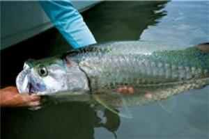 Tarpon Fishing by Tarpon Fishing