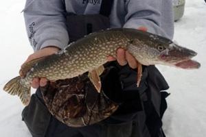 News & Tips: Jigging for Pike