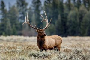 News & Tips: Elk Restoration Featured on Bass Pro Shops Outdoor World Radio...