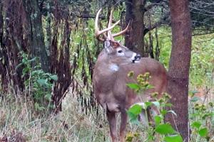 News & Tips: Late Season Hidey-Hole Bucks