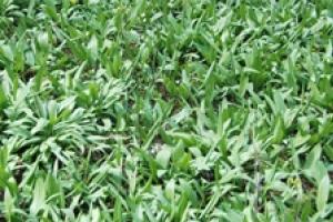 News & Tips: Harvesting Wild Leeks