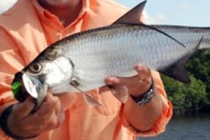 News & Tips: The Yucatan Loop Tarpon Adventure