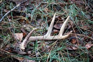 News & Tips: Shed Hunting: A Treasure Hunt