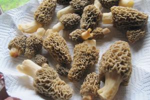 News & Tips: The Ultimate Beginner's Guide to Hunting Morel Mushrooms (video)...