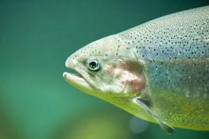 News & Tips: Secrets to Fly Fishing the Blackfoot in Missoula, Montana...