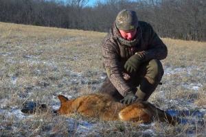 News & Tips: Our Best Predator Control Video Ever! We're Hunting and Trapping Coyotes (video)...