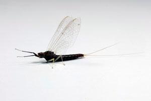 News & Tips: Tactics to Catch Mayfly-Eating Walleye...