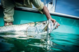 During challenging conditions, cut bait can often be the key that brings trophy tarpon to hand....