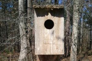 News & Tips: Spring Wood Duck Box Maintenance Tips