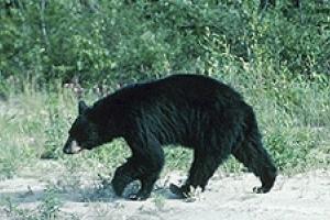News & Tips: Prepare for Black Bear: A Bowhunter's Guide...