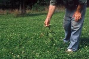 News & Tips: Favorite Food Plots: Best Deer Planting for Early Spring...