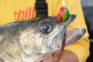 Angler holding walleye with snelled fishing spinners and nightcrawler hooked in its mouth
