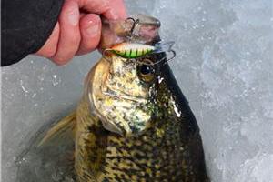 News & Tips: 4 Panfish Ice Baits You Need