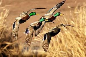 News & Tips: Good Stewards: Ducks Unlimited (video)...