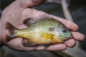 News & Tips: Fishing for Sunfish - Fishing Tip