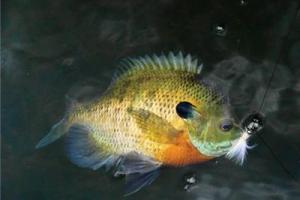 News & Tips: 3 Tips for Catching More Bluegill