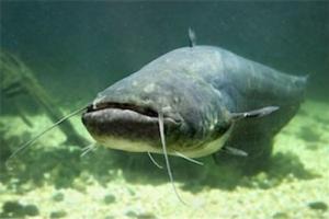 News & Tips: How to Catch Catfish: Noodling Tips