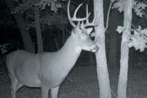 News & Tips: 4 Tips to Remember When Setting Up Game Cameras...