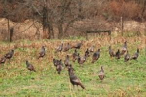 News & Tips: Why it's Important to Scout Early for Fall Turkeys...