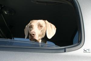 News & Tips: Tips to Keep Your Dog Safe When Hunting and Traveling...