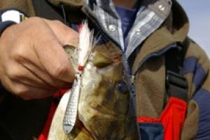 News & Tips: Freestyle Jig Fishing