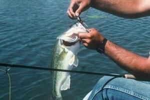 News & Tips: How to Catch Pond Bass on a Fly Rod