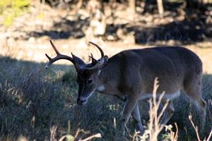 News & Tips: Walk Up a Buck