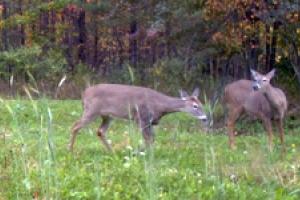 News & Tips: Counting Fawns